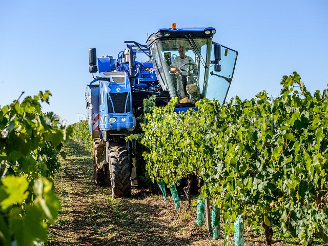 Vinos cinco estrellas